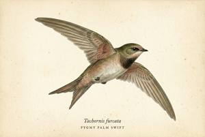 Pygmy Palm Swift illustration
