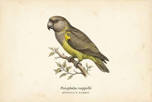 Rüppell's Parrot illustration