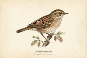 Radde's Accentor illustration