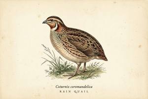Rain Quail illustration