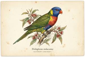 Rainbow Lorikeet illustration