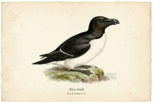 Razorbill illustration