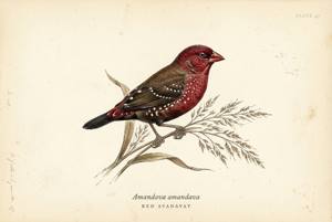 Red Avadavat illustration