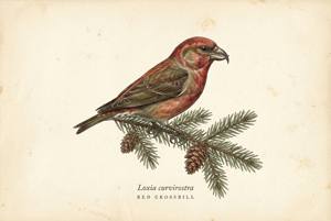 Red Crossbill illustration