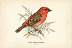 Red Fody illustration