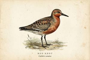 Red Knot illustration