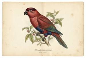 Red Lory illustration
