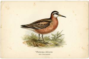 Red Phalarope illustration