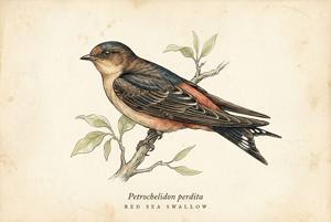 Red Sea Swallow illustration