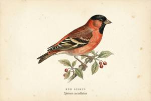 Red Siskin illustration
