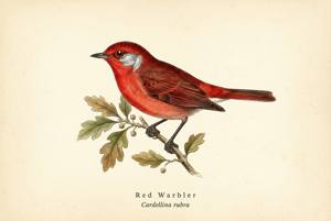 Red Warbler illustration