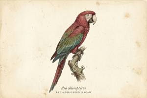 Red-and-green Macaw illustration