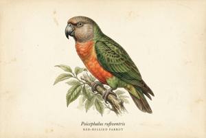Red-bellied Parrot illustration
