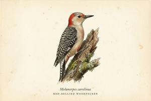 Red-bellied Woodpecker illustration