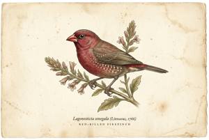 Red-billed Firefinch illustration