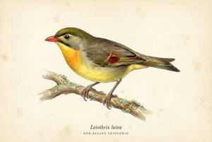 Red-billed Leiothrix illustration