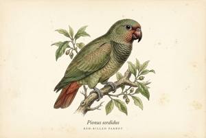 Red-billed Parrot illustration