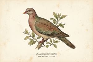 Red-billed Pigeon illustration