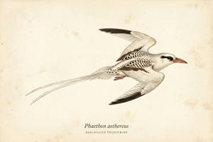 Red-billed Tropicbird illustration