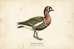 Red-breasted Goose illustration