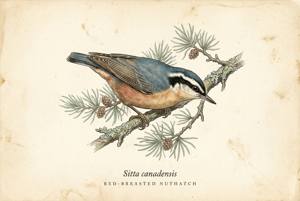 Red-breasted Nuthatch illustration