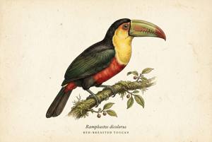 Red-breasted Toucan illustration