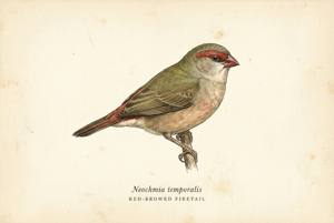 Red-browed Firetail illustration