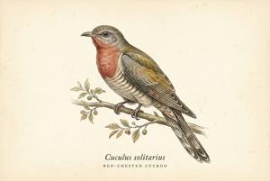 Red-chested Cuckoo illustration