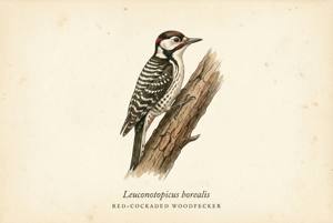 Red-cockaded Woodpecker illustration