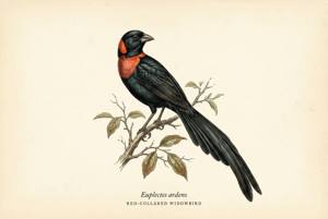 Red-collared Widowbird illustration