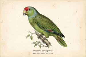 Red-crowned Amazon illustration