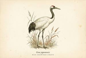 Red-crowned Crane illustration