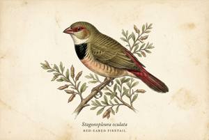 Red-eared Firetail illustration