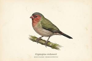 Red-faced Crimsonwing illustration