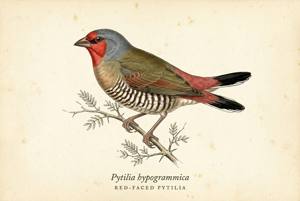 Red-faced Pytilia illustration