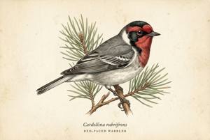 Red-faced Warbler illustration