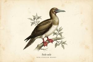 Red-footed Booby illustration
