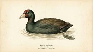 Red-fronted Coot illustration