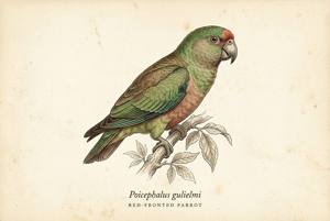 Red-fronted Parrot illustration