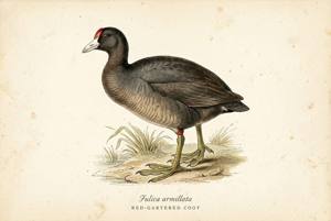 Red-gartered Coot illustration