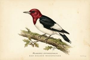Red-headed Woodpecker illustration