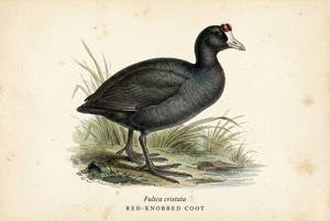 Red-knobbed Coot illustration