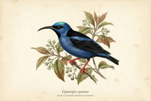 Red-legged Honeycreeper illustration