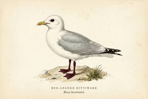 Red-legged Kittiwake illustration
