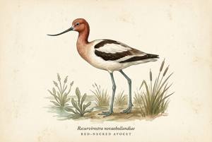 Red-necked Avocet illustration