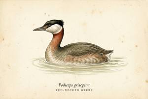 Red-necked Grebe illustration