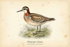 Red-necked Phalarope illustration