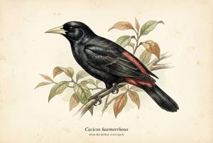 Red-rumped Cacique illustration