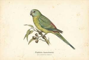 Red-rumped Parrot illustration