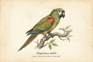 Red-shouldered Macaw illustration